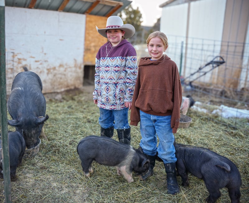 "Bieser siblings 4-H pigs"